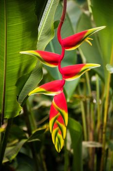 A red heliconia flower in a forest in Colombia.