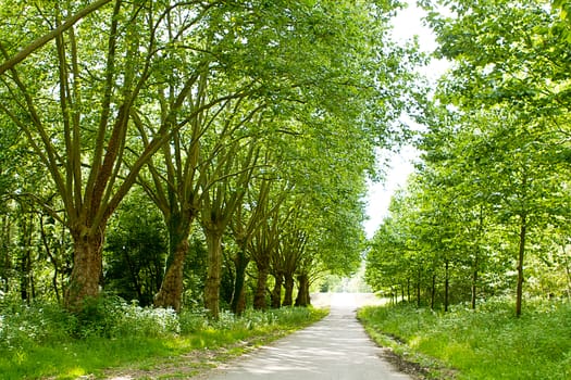 road in forest with green trees with sunshine in summer