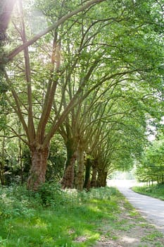 road in forest with green trees with sunshine in summer