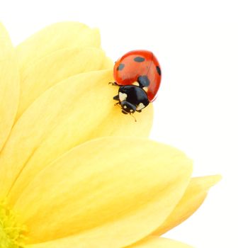 ladybug on yellow flower isolated white background