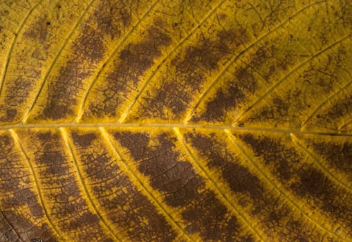 Autumn fallen leaf vein structure as background