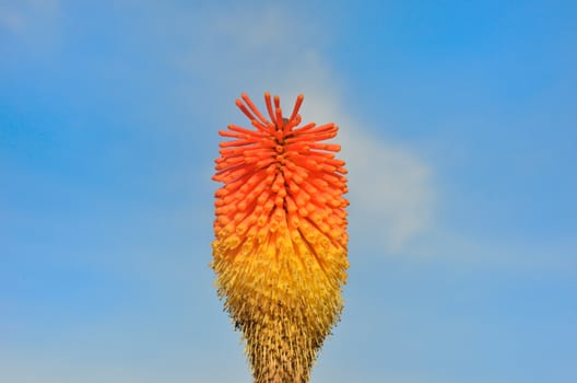 single red hot poker with sky background