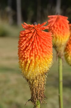 Red hot Poker flower