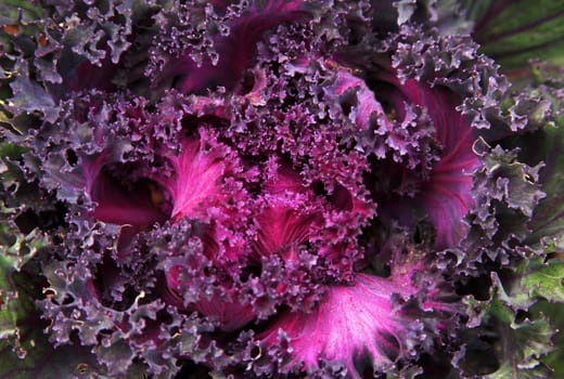Lettuce assortment crisphead and red oak leaves