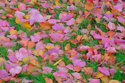 purple and yellow leaves in autumn