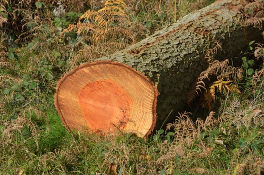 Freshly chopped tree