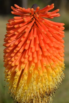 Red hot poker close up
