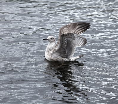 the gray seagull the flying low over the water