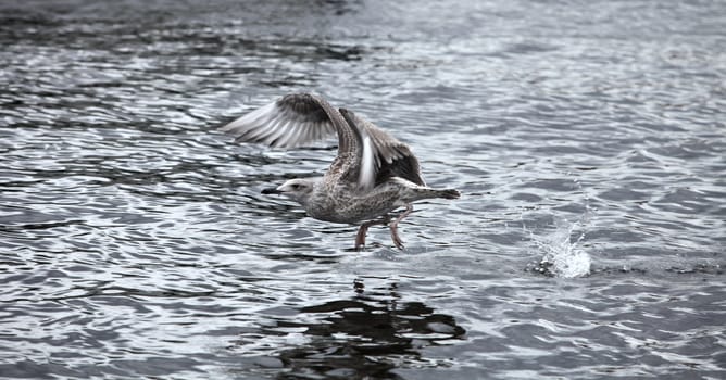 the gray seagull the flying low over the water