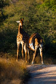 Two giraffes (Giraffa camelopardalis) walking, South Africa