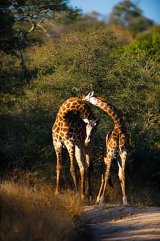 Two giraffes (Giraffa camelopardalis) walking, South Africa