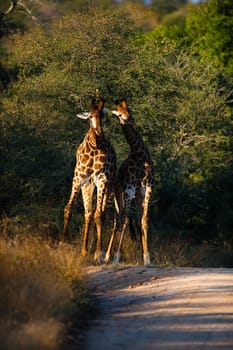 Two giraffes (Giraffa camelopardalis) walking, South Africa