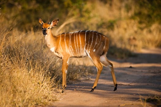 Nyala (Tragelaphus angasii) ewe near Kruger National Park