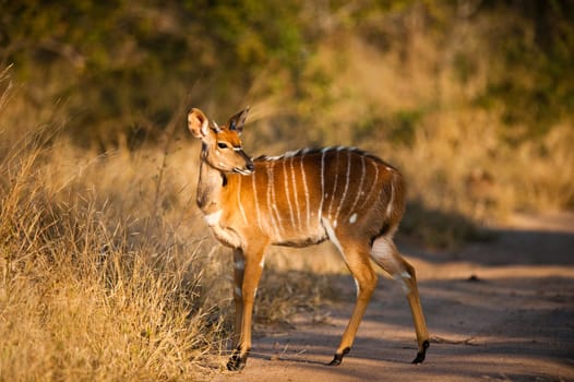 Nyala (Tragelaphus angasii) ewe near Kruger National Park