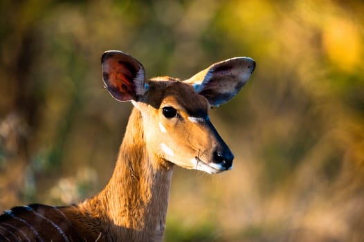 Nyala (Tragelaphus angasii) ewe near Kruger National Park