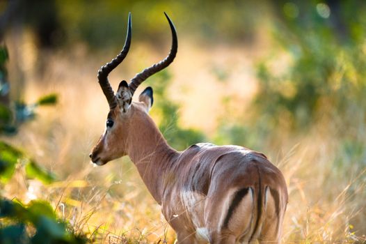 Impala (Aepyceros melampus) rear end, Kruger National Park