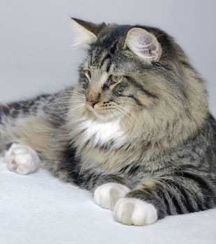 young Norwegian Forest Cat resting on the ground in light grey back