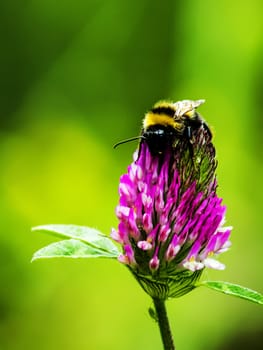 Bumblebee on clover flower