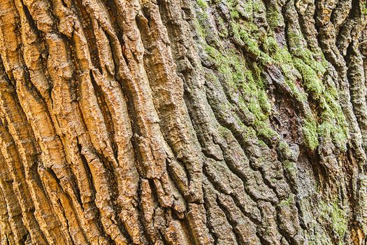 Bark Tree texture full frame in nature