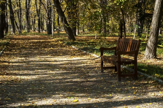 Wooden bench in park alley in autumn