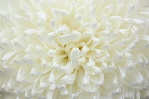 closeup of chrysanthemum petals at the heart of the flower