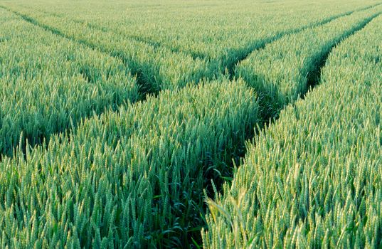 Green field of wheat with marked ways