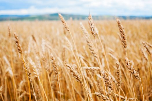 Wheat field and blue sky