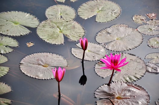 Pink water lily flower blooming in pond in the summer
