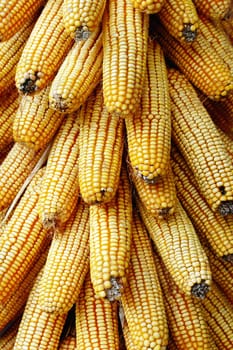Pile of golden corn cobs in the autumn