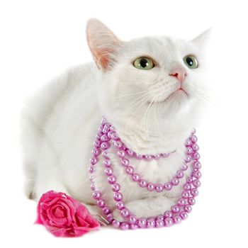 white cat with pearl collar in front of white background
