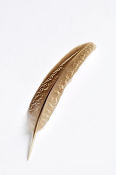 Wild bird feather on a white background