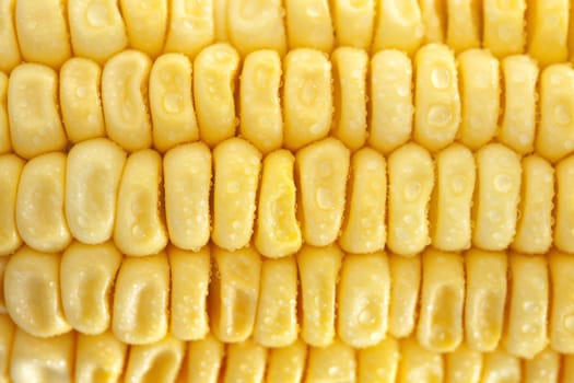 Fresh corn closeup