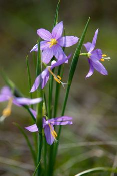 purple waterdrops flowers