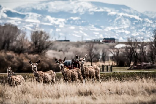 herd of deer in the rockies