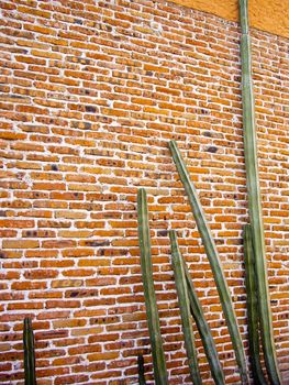 Tall cactus on brick wall Mexico