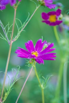 summer flowers on meadow