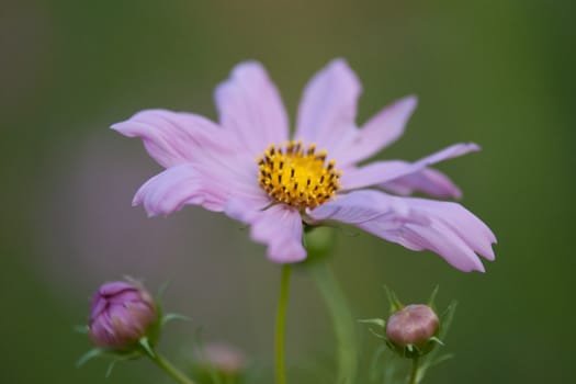 summer flowers on meadow