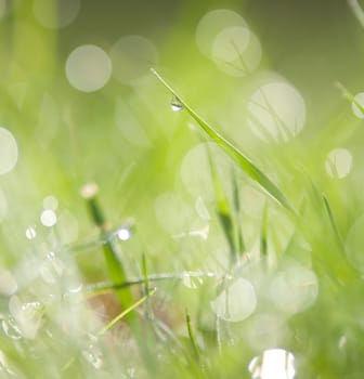 natural green background with selective focus