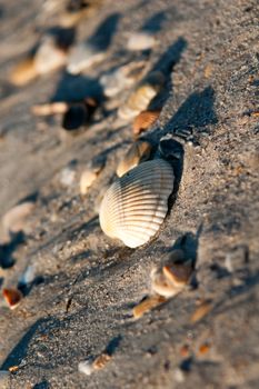 seashells