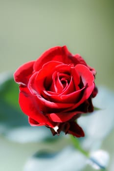 red rose