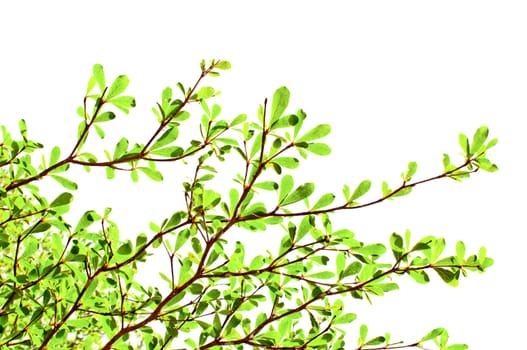 Green leaf on white background