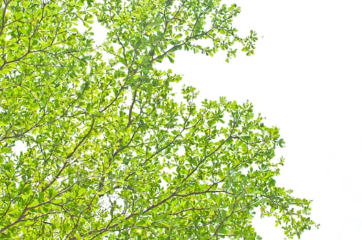 Green leaf on white background