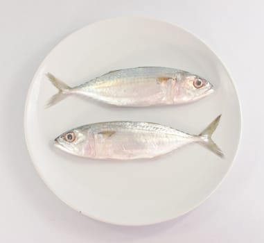 Two fish  on white plate on white background