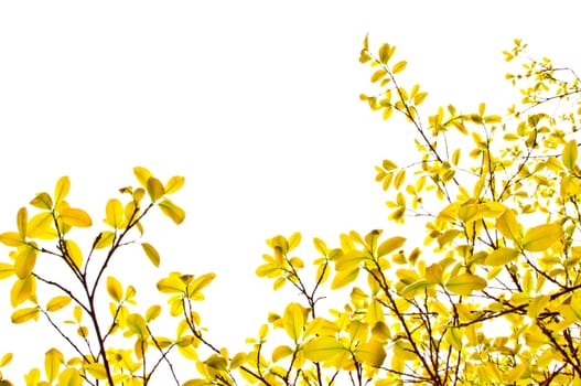 orange leaves on white background