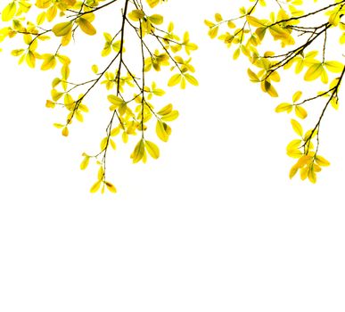 orange leaves on white background