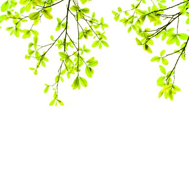 Green leaf on white background