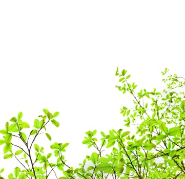 Green leaf on white background