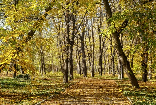 City park alley in autumn as background