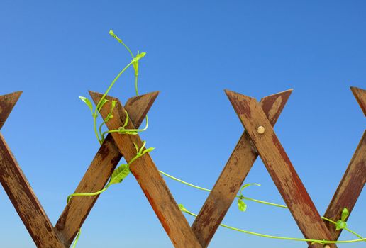 The wood fence with climbing plant on blue sky background