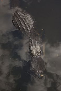 A wild alligator in the Everglades National Park in Florida.